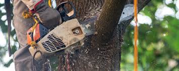 Best Palm Tree Trimming  in Comanche, TX