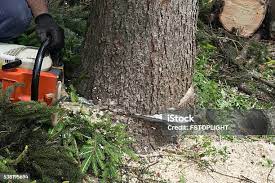 Professional Tree Removal in Comanche, TX