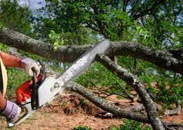 Best Fruit Tree Pruning  in Comanche, TX